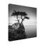 Décoration murale d'extérieur The Lone Cypress-496209176