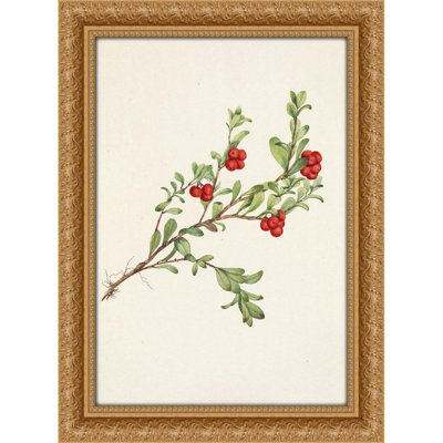 Bearberry (fruit) Arctostaphylos uva-ursi (1925)