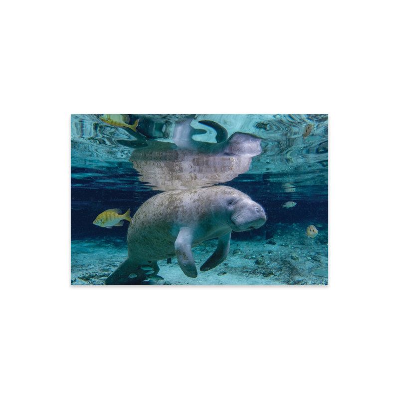 «Gavan Florida Manatee» par Eric Fisher