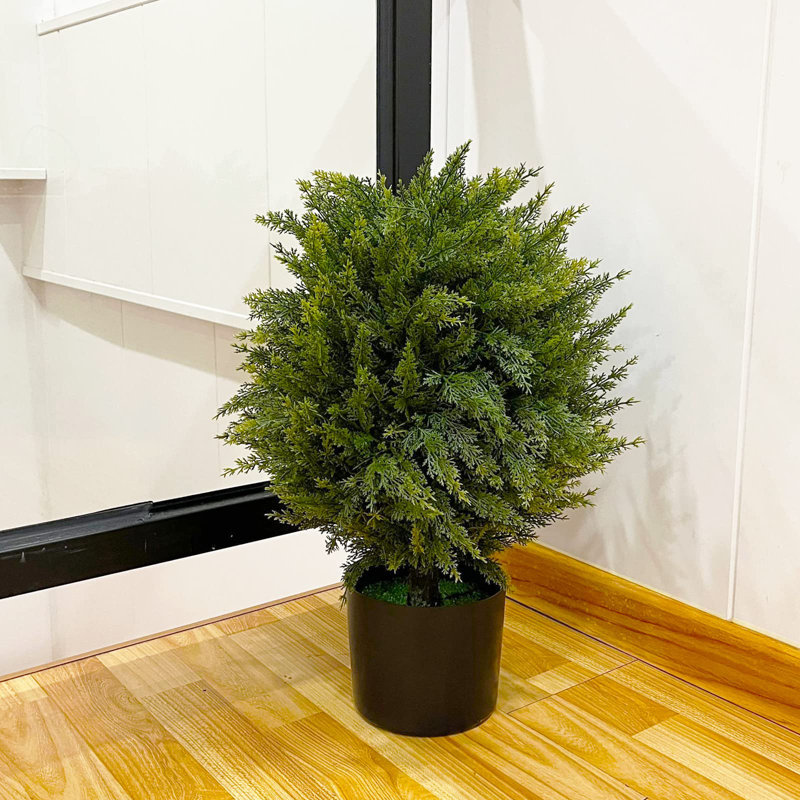 21.5'' Cedar Plant
