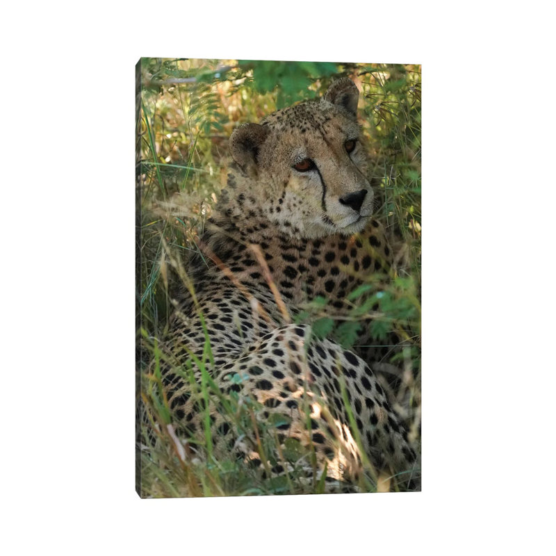 African Cheetah by Marianna Shakhova - Print on Canvas, 20.32 cm H x 30.48 cm W, Wrapped Canvas