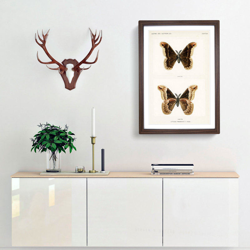 Promethea Silk-Moth by S.F. Denton - Picture Frame Painting Print, 36cm H x 27cm W x 2cm D, Walnut Framed