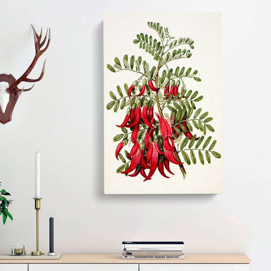 Clianthus Flowers by Sarah Featon - Wrapped Canvas