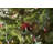 50.5' 100-Light String Lights-31889556