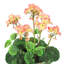 Fleur de géranium-26898744
