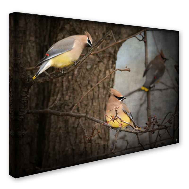 «Winter visiteurs Cedar Waxwings», impression sur toile tendue Vidur, H 14 po x l 19 po