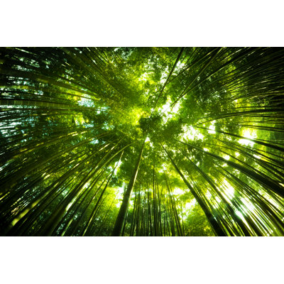 Bamboo Forest par Nikada