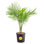 Majesty Palm Tree in Nursery Pot