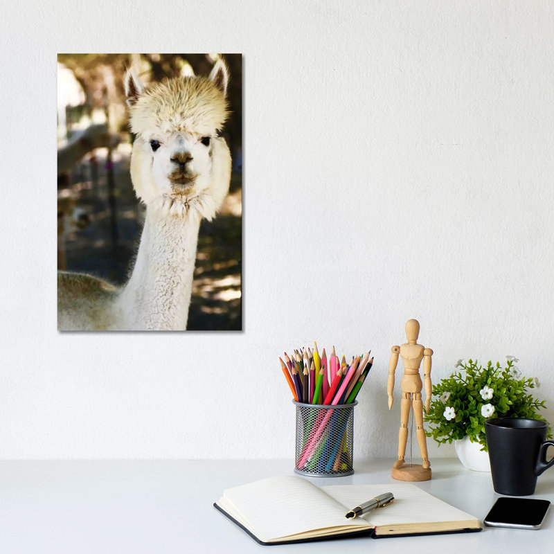 «White Furry Alpaca» par Susan Vizvary - reproduction d'art, H 12 po x l 8 po x P 0,75 po, Toile tendue, Aucun mat
