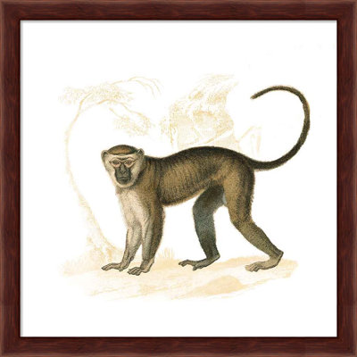 «Golden Monkey» par Wild Apple Portfolio - impression encadrée