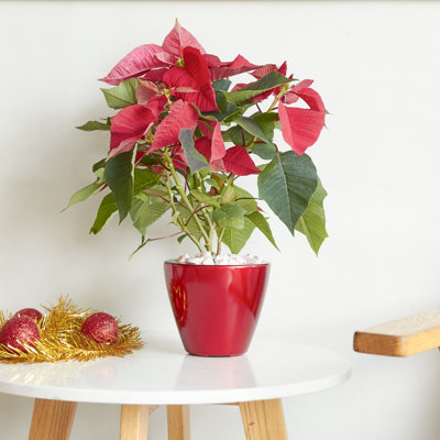 Pot de fleurs rouge à cône rond 2 - intérieur et extérieur pour les jardins et les plantes, anniversaire, fête des pères, fête des mères