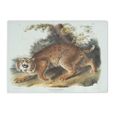 Tempered Glass American Wildcat by J.W. Audubon Chopping Board