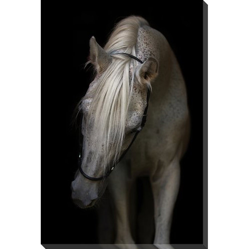 Art sur toile Arabian Stallion, H 28 po x l 22 po, Toile tendue