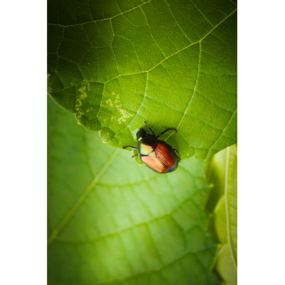 Asta Beetles Insect - Wrapped Canvas Print