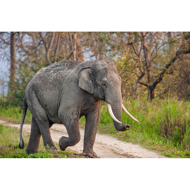Gallman Asiatic Elephant by Wayne Marinovich - Wrapped Canvas Print, 30cm H x 46cm W x 3.8cm D