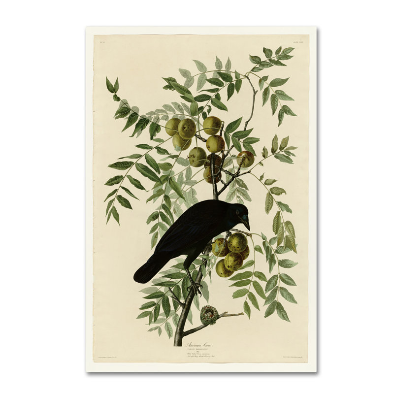 « american crow » par john james audubon, reproduction sur toile tendue, H 24 po x l 16 po