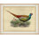 Pheasant " Pheasant Collection 8 "
