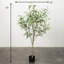 Arbre d'eucalyptus artificiel 60 po Quiller