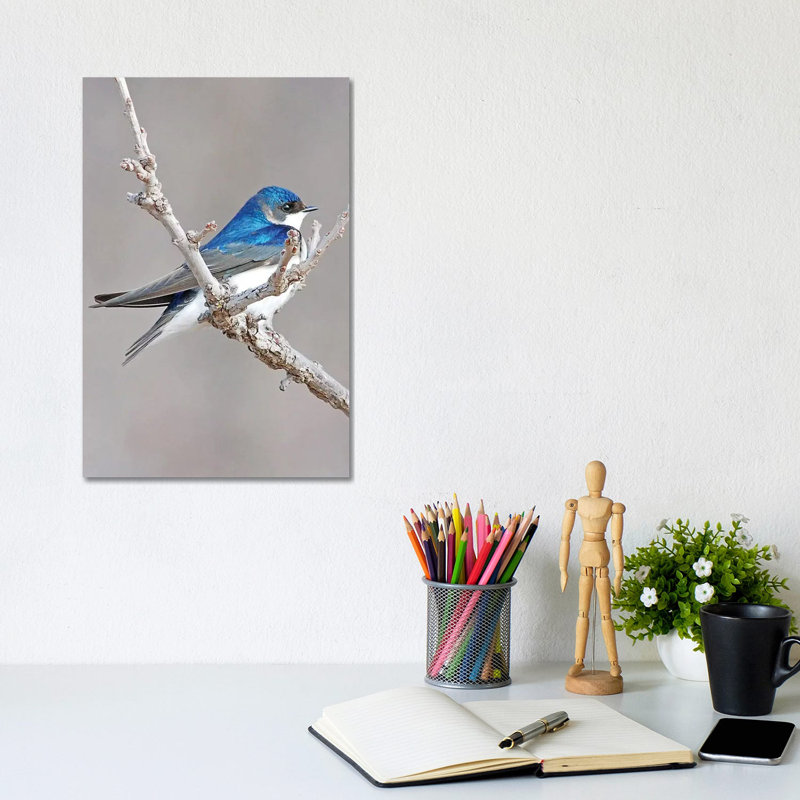 Tree Swallow by Brian Wolf - Wrapped Canvas Print