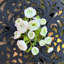Ranunculus Flowers in Vase