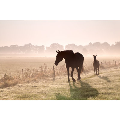 " Horse And Foal "