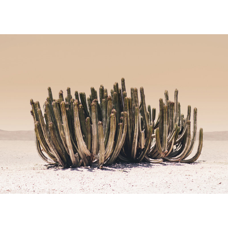 Sky Cactus, 50.8 cm H x 76.2 cm W