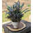 Lavender Arrangement in Pot