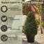 Topiaire de buis Pure Garden