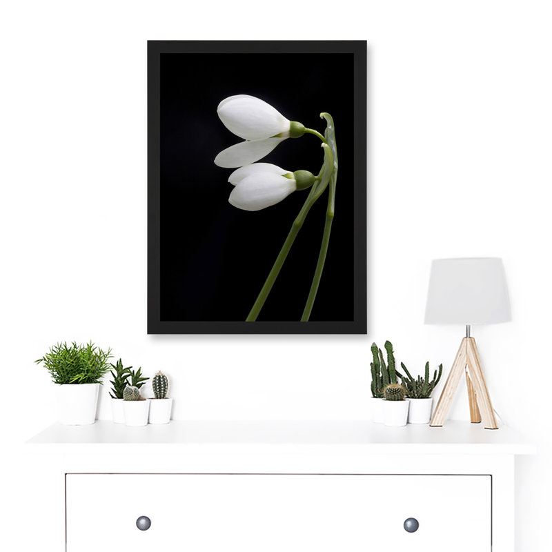 Snowdrops Spring Flowers Bloom White Black - Single Picture Frame Art Prints