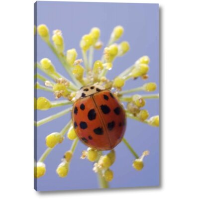 California, San Diego, a Lady Beetle on a Flower' Photographic Print on Wrapped Canvas -  Winston Porter, BD7640842ABF48808B87282D2187CACA