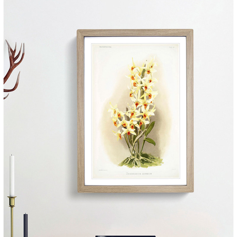 Magnolia Flowers Illustration Tab.63 by Frederick Sander - Picture Frame Art Print, Oak, 76cm H x 50cm W x 2cm D