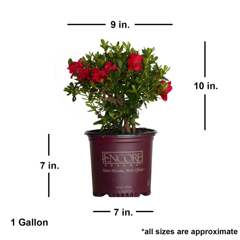 1 Gallon Autumn Bonfire Encore Azalea - Re-Blooming Evergreen Shrub with Red Blooms