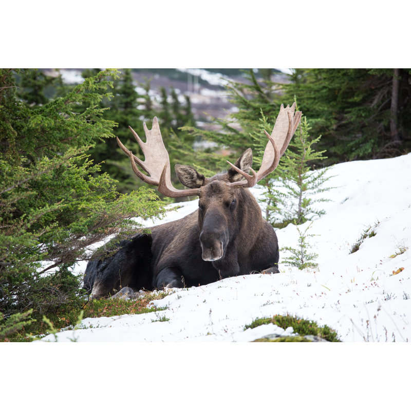 Bull Moose by Rpbirdman - No Frame Print on Canvas, 30cm H x 46cm W