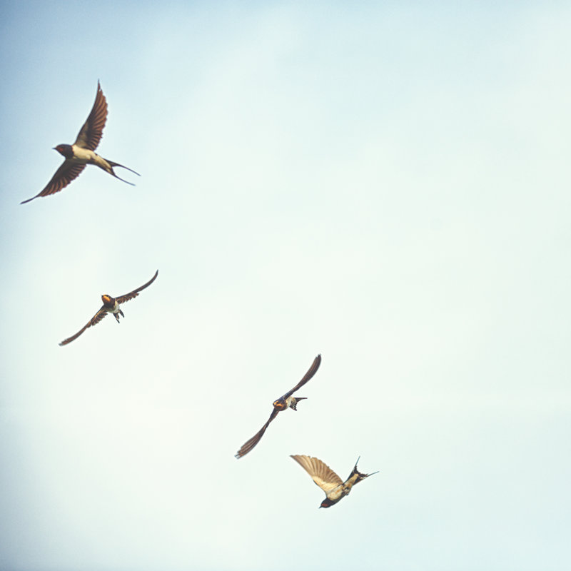 Oiseaux par Rike, H 36 po x l 36 po