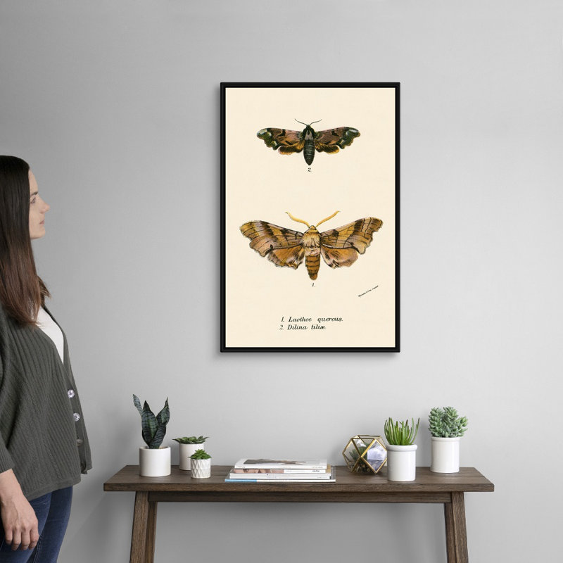 Papillons par English School - reproduction sur toile, H 32 po x l 22 po x P 1,75 po, Cadre noir
