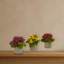 Ensemble de trois plantes artificielles Kalanchoe