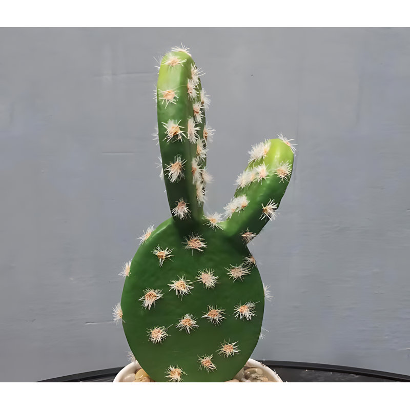 Cactus 7,08 po
