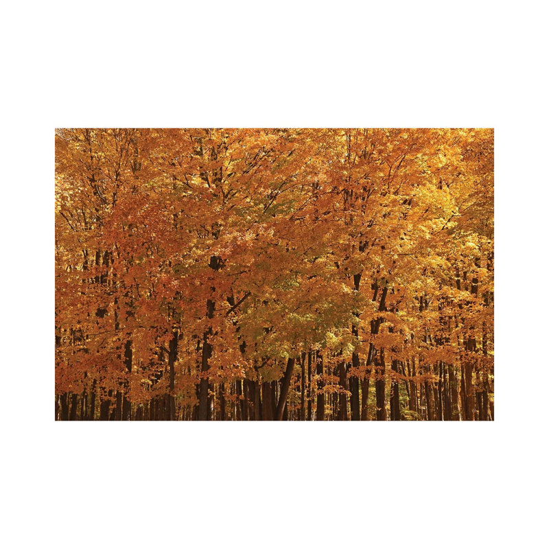 Maple Forest At Peak by Brian Wolf - Wrapped Canvas Print, 66.04 cm H x 45.72 cm W x 1.91 cm D