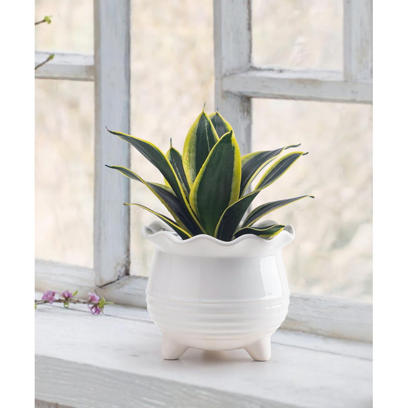Ensemble de pots à fleurs 2 pièces en céramique blanche avec drainage
