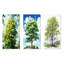 Ensoleillé et ensoleillé, American Basswood Tree Essence I, ensemble de 3 reproductions d'art sur toile-1401400985-1401400991