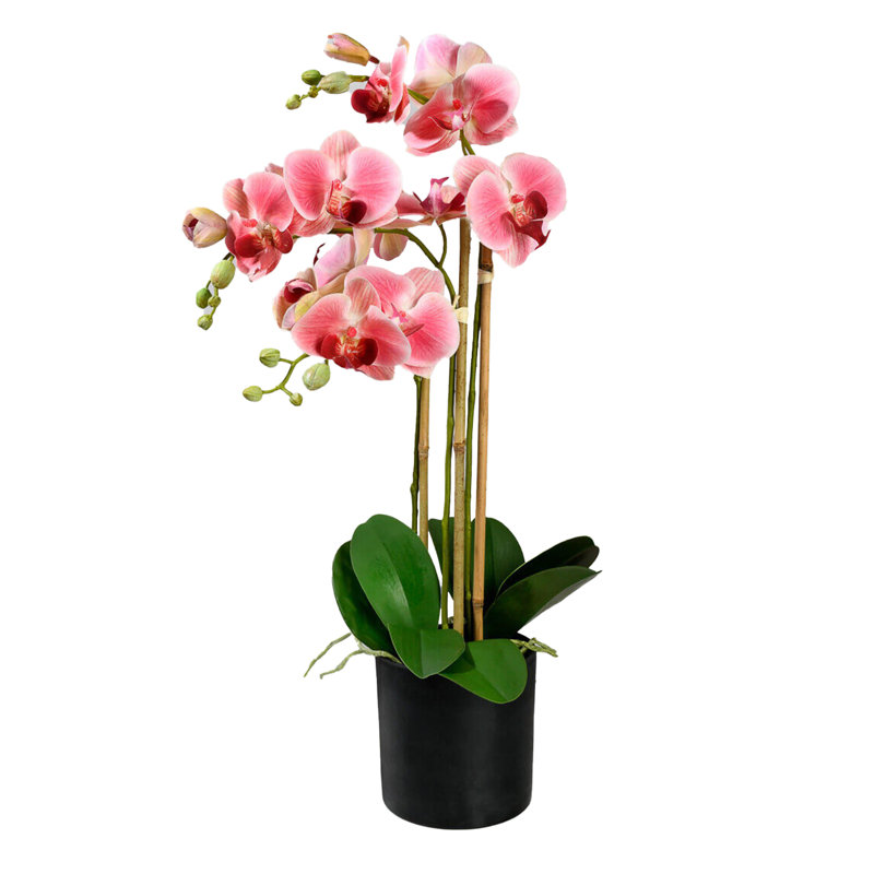 Orchids Arrangement in Pot