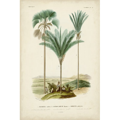 Antique Palm Collection IX 1 Piece Wrapped Canvas Painting