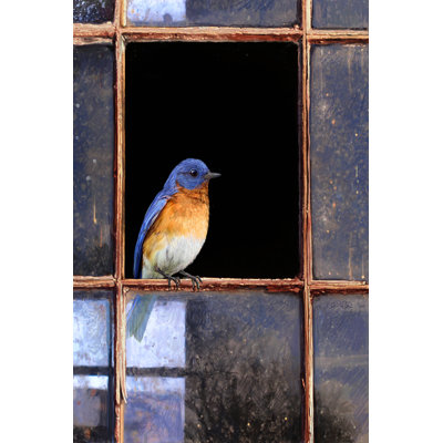 Fenêtre Bluebird