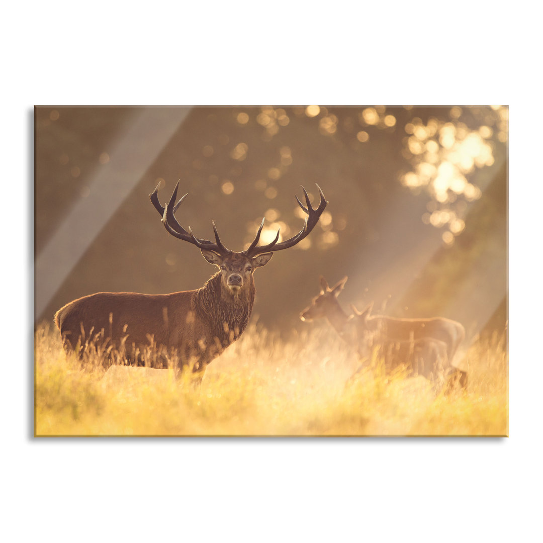 Ungerahmtes Foto auf Glas "Red Deer in a Golden Morning Light"