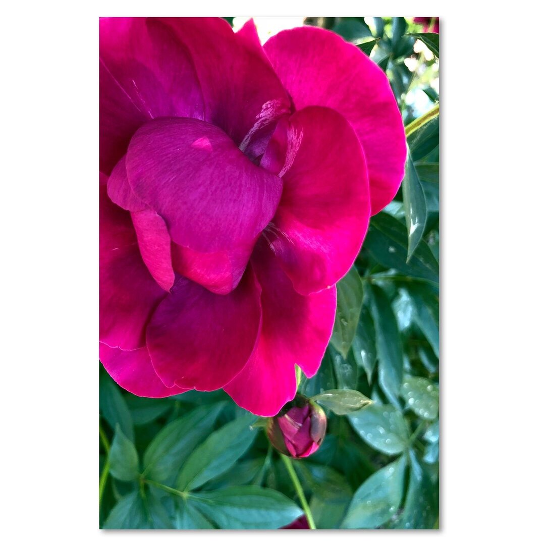 Leinwandbild Große Blüte in Rosa