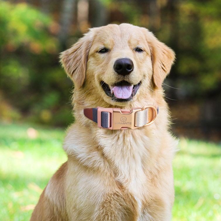 Midnight Barks- Matching Bracelet, Coordinate with your dog