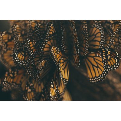 Monarch Butterfly Migration by Mmeemil - Wrapped Canvas Print