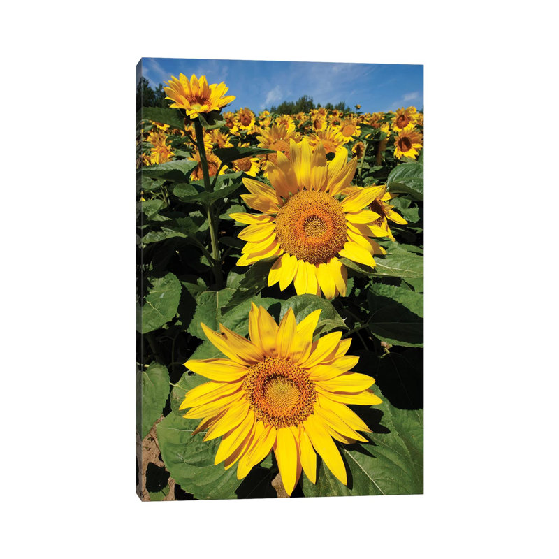 Common Sunflower Field In Bloom, Hokkaido, Japan by Hiroya Minakuchi - Wrapped Canvas Print, 20.32 cm H x 30.48 cm W