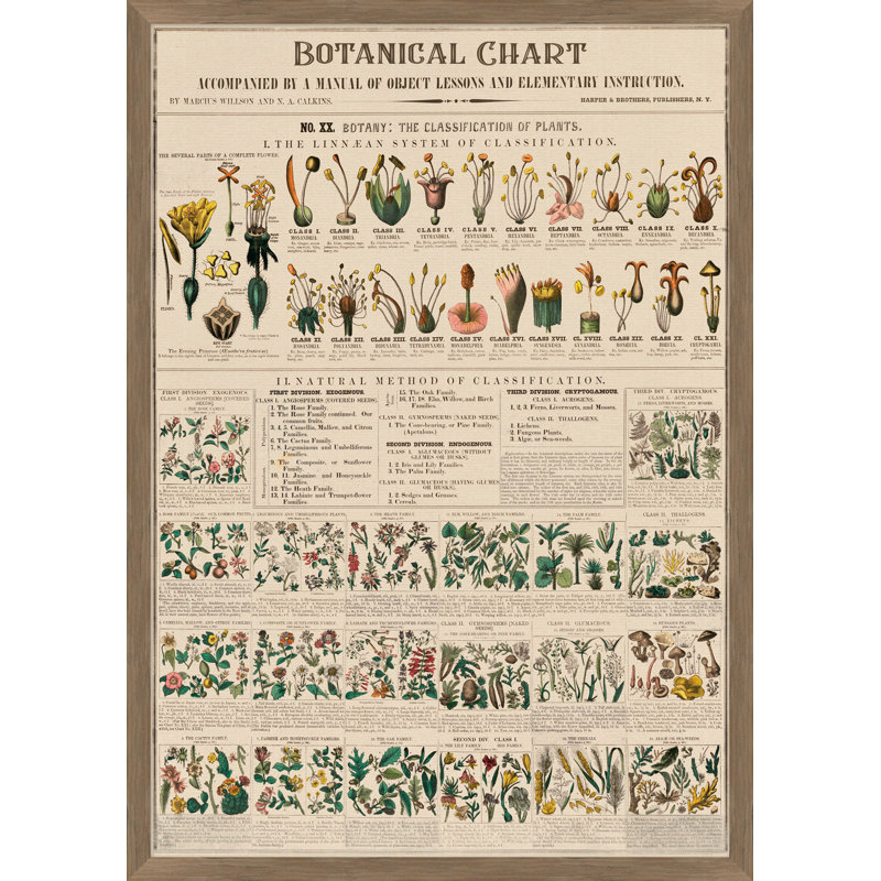Botanical Chart 1 Print by Nathan Turner