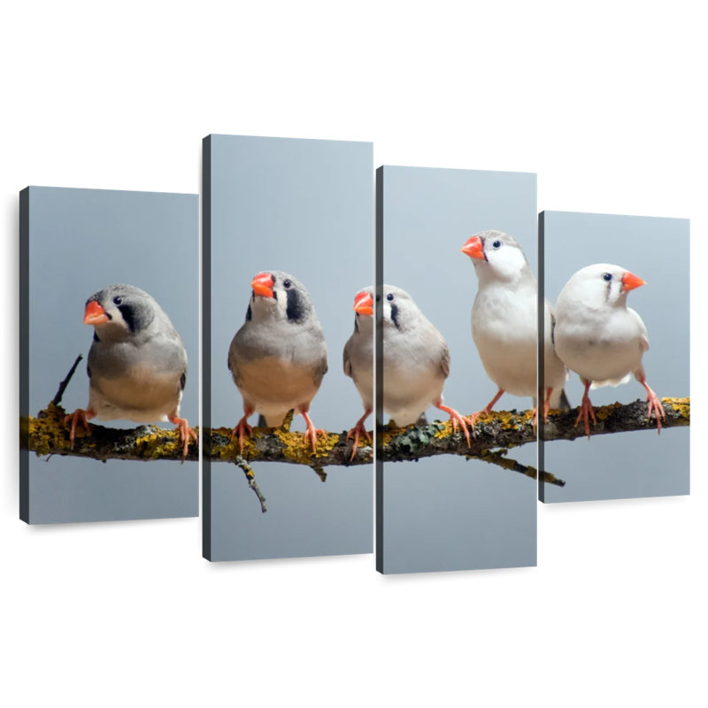 Brampt Five Zebra Finches, 27" H x 43" W